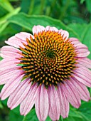 ECHINACEA SPARKLER