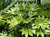 FATSIA JAPONICA