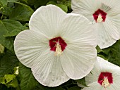 HIBISCUS MOSCHEUTOS LUNA BLUSH