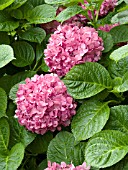 HYDRANGEA MACROPHYLLA GLOWING EMBERS