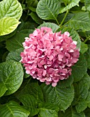 HYDRANGEA MACROPHYLLA GLOWING EMBERS