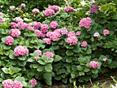 HYDRANGEA MACROPHYLLA GLOWING EMBERS