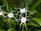 HYMENOCALLIS TROPICAL GIANT