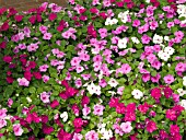IMPATIENS WALLERIANA MIX
