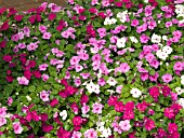 IMPATIENS WALLERIANA MIX