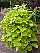 IPOMOEA BATATAS MARGARITA, (ORNAMENTAL SWEET POTATO MARGARITA IN CONTAINER)