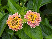 LANTANA LANDMARK PINK GLOW