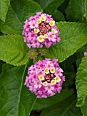 LANTANA LANDMARK ROSE GLOW