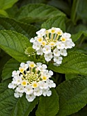 LANTANA LUCKY WHITE