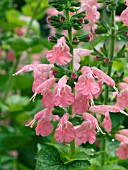 SALVIA COCCINEA SALLYNIA SALMON