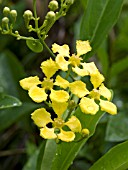 STIGMAPHYLLON CILIATUM BUTTERFLY VINE