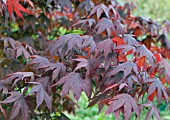 ACER PALMATUM RED EMPEROR