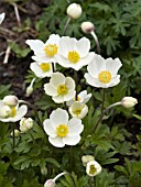 ANEMONE HYBRIDA ALBA