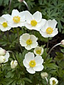 ANEMONE HYBRIDA ALBA