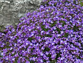 AUBRIETA DELTOIDEA MACEDONICA