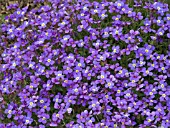 AUBRIETA DELTOIDEA MACEDONICA