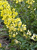 BAPTISIA SPHAEROCARPA