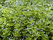 BRUNNERA MACROPHYLLA