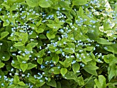 BRUNNERA MACROPHYLLA