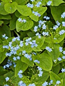 BRUNNERA MACROPHYLLA