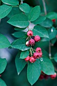 AMELANCHIER LAEVIS,  DECIDUOUS, SHRUB, RED, BERRIES