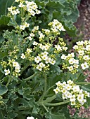 CRAMBE MARITIMA