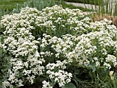 CRAMBE MARITIMA