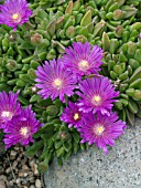 DELOSPERMA JOHN PROFFITT