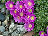 DELOSPERMA LESOTHO PINK