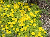 DELOSPERMA NUBIGENUM