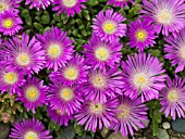 DELOSPERMA TIFFENDELL