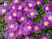 DELOSPERMA TIFFENDELL