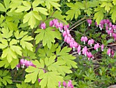 DICENTRA SPECTABILIS GOLD HEART