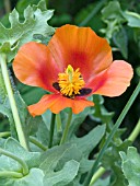 GLAUCIUM CORNICULATUM BLACK SPOT HORNED POPPY