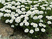 IBERIS SEMPERVIRENS