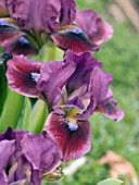 IRIS AFRICAN WINE MINIATURE