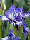 IRIS DARK RINGS