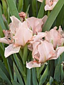 IRIS PINK BLINK
