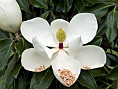 MAGNOLIA LITTLE GEM FLOWER