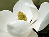 MAGNOLIA LITTLE GEM FLOWER