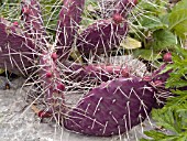 OPUNTIA PHAEACANTHA DARK KNIGHT