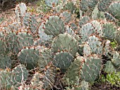 OPUNTIA PHAEACANTHA