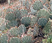 OPUNTIA PHAEACANTHA