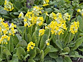 PRIMULA VERIS