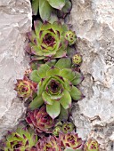 SEMPERVIVUM, CREVICE PLANTING