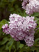 SYRINGA HYACINTHIFLORA ESTHER STALEY