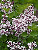 SYRINGA PATULA MISS KIM