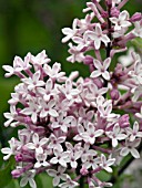 SYRINGA PATULA MISS KIM