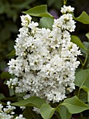 SYRINGA VULGARIS GENERAL SHERIDAN