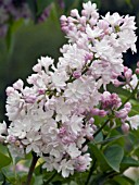 SYRINGA VULGARIS KRASAVITSA MOSKVY